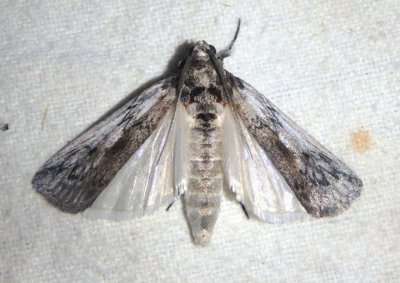 5975.2 - Alberada franclemonti; Pyralid Moth species