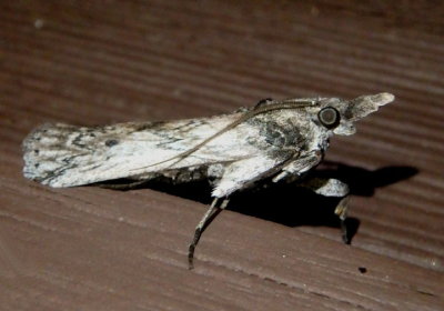 5975.2 - Alberada franclemonti; Pyralid Moth species