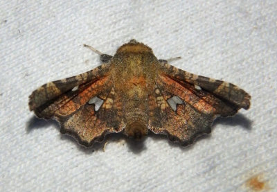6079 - Dysodia granulata; Window-winged Moth species