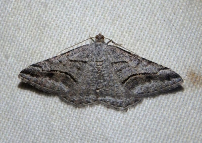 6370 - Digrammia curvata; Geometrid Moth species