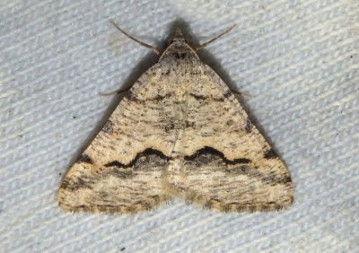 6415 - Frederickia cyda; Mesquite Looper Moth