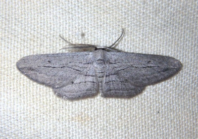 6453 - Glena quinquelinearia; Five-lined Gray; male 