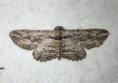 6577 - Iridopsis obliquaria; Oblique Looper Moth 