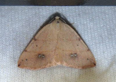 6684 - Drepanulatrix bifilata; Geometrid Moth species 