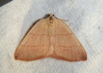6684 - Drepanulatrix bifilata; Geometrid Moth species