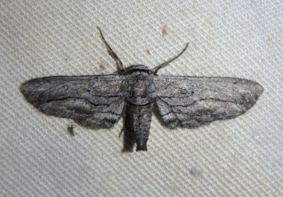 6773 - Holochroa dissociarius dissociarius; Geometrid Moth species