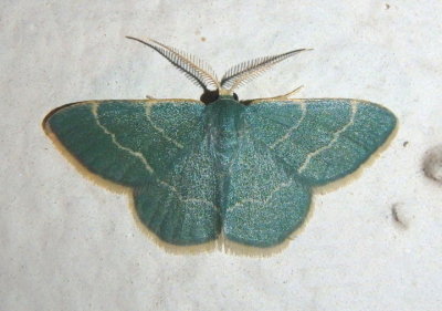 7074 - Chlorochlamys phyllinaria; Thin-lined Chlorochlamys Moth; male