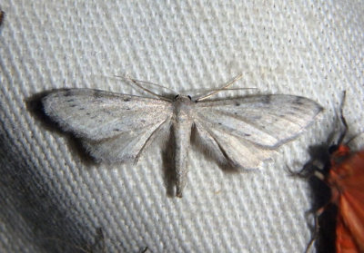 7087 - Euacidalia sericearia; Geometrid Moth species