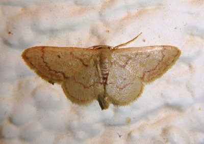 7115 - Idaea eremiata; Geometrid Moth species
