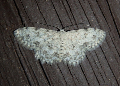 7154 - Scopula plantagenaria; Geometrid Moth species