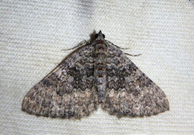 7295 - Archirhoe neomexicana; Geometrid Moth species