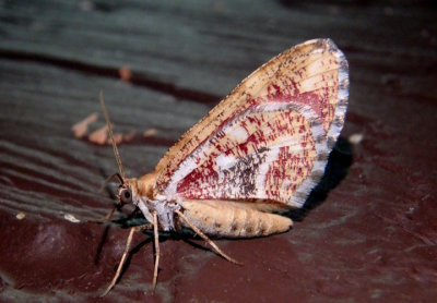 7347 - Stamnodes formosata; Geometrid Moth species