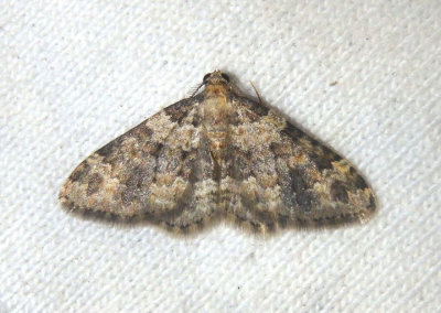 7409 - Zenophleps obscurata; Geometrid Moth species