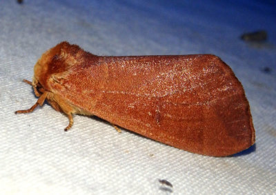 7914 - Datana perfusa; Prominent Moth species