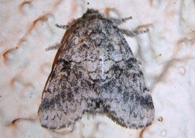 7931 - Gluphisia septentrionis; Common Gluphisia