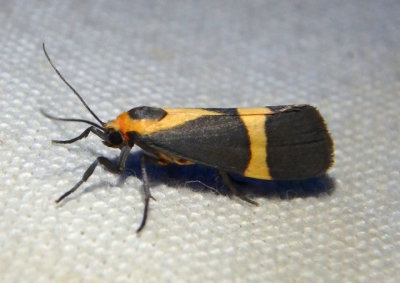 8066 - Cisthene tenuifascia; Thin-banded Lichen Moth