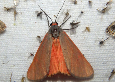 8115 - Virbia costata; Tiger Moth species 