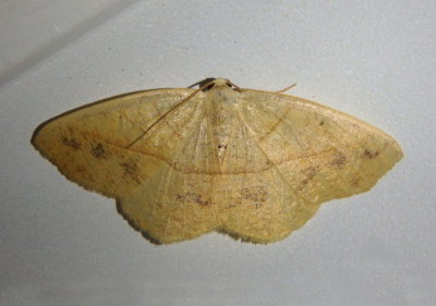 6992 - Pionenta ochreata; Geometrid Moth species