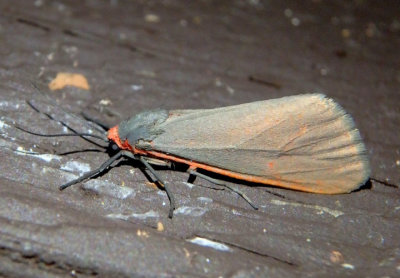 8115 - Virbia costata; Tiger Moth species