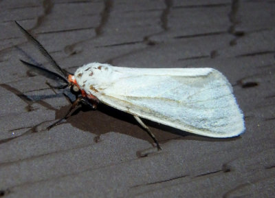 8237 - Euchaetes elegans; Elegant Tussock Moth; male 