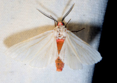 8237 - Euchaetes elegans; Elegant Tussock Moth; male 