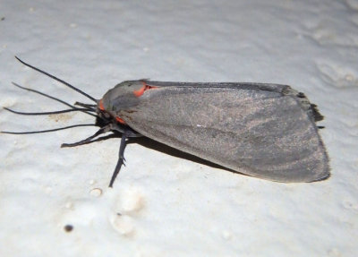 8250 - Pygarctia murina; Mousey Tiger Moth; female