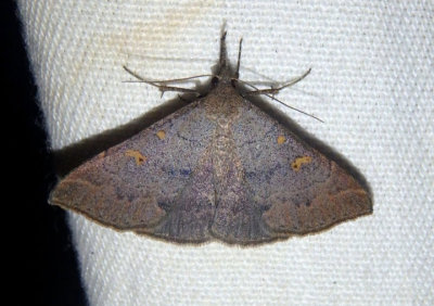 8383 - Renia hutsoni; Litter Moth species