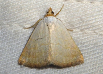 8405 - Oxycilla tripla; Owlet Moth species