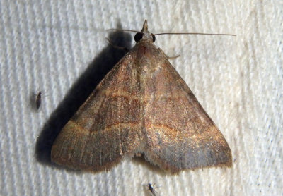 8475.1 - Hemeroplanis rectalis; Owlet Moth species