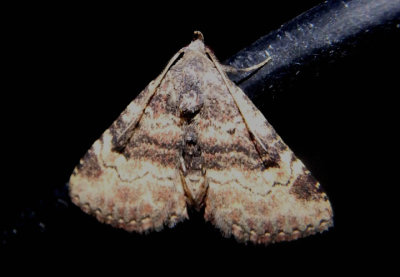 8507 - Metalectra edilis; Owlet Moth species
