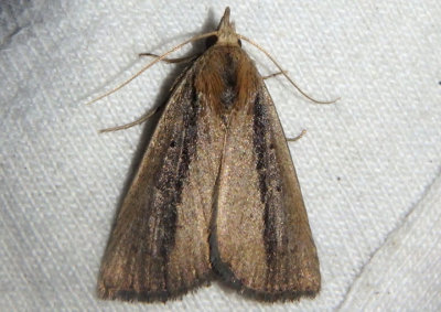 8520 - Gabara stygialis; Owlet Moth species