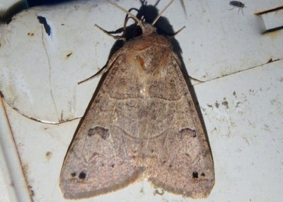 8592-8596 - Cissusa Owlet Moth species