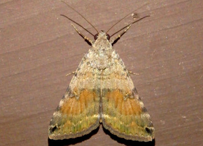 8614 - Bulia deducta; Noctuid Moth species