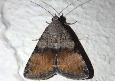8614 - Bulia deducta; Noctuid Moth species