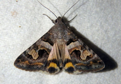 8614 - Bulia deducta; Noctuid Moth species 