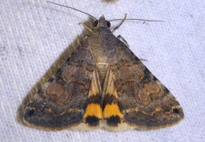 8614 - Bulia deducta; Noctuid Moth species 
