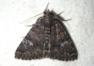 8659 - Heteranassa mima; Owlet Moth species