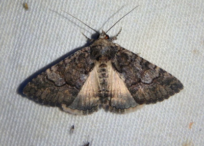8659 - Heteranassa mima; Owlet Moth species