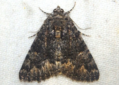 8659 - Heteranassa mima; Owlet Moth species
