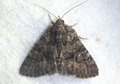 8659 - Heteranassa mima; Owlet Moth species