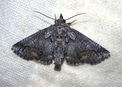 8959.1 - Paectes declinata; Owlet Moth species