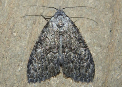 8985 - Meganola fuscula; Nolid Moth species