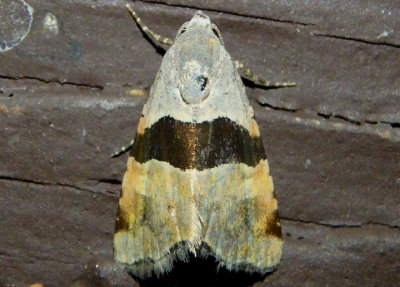 9014 - Cobubatha lixiva; Owlet Moth species