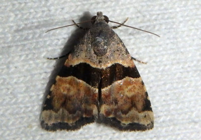 9014 - Cobubatha lixiva; Owlet Moth species