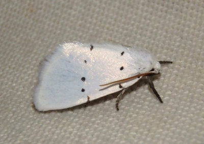 9043 - Homolagoa grotelliformis; Owlet Moth species
