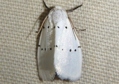 9043 - Homolagoa grotelliformis; Owlet Moth species 