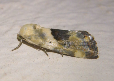 9096 - Ponometia libedis; Bird Dropping Moth species 