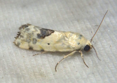 9096 - Ponometia libedis; Bird Dropping Moth species