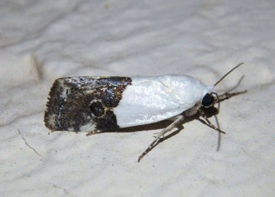 9109 - Ponometia elegantula; Arizona Bird Dropping Moth