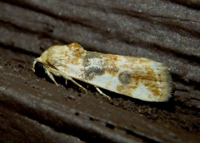 9130 - Spragueia obatra; Bird Dropping Moth species